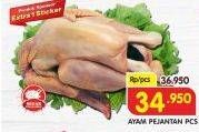 Promo Harga Ayam Pejantan  - Superindo