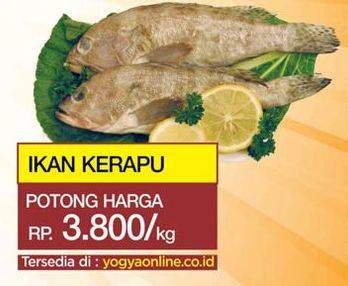 Promo Harga Ikan Kerapu  - Yogya