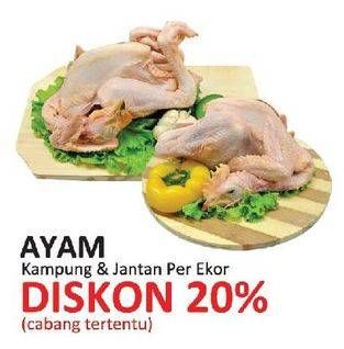 Promo Harga Ayam Pejantan / Kampung  - Yogya