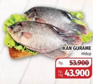 Promo Harga Ikan Gurame Hidup  - Lotte Grosir