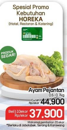 Ayam Pejantan