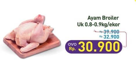 Ayam Broiler