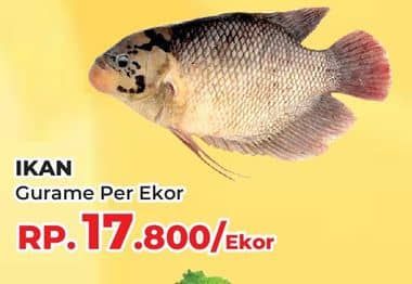 Promo Harga Ikan Gurame  - Yogya