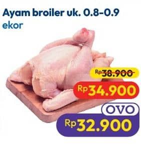 Ayam Broiler