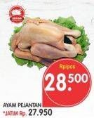 Promo Harga Ayam Pejantan  - Superindo