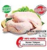 Promo Harga Ayam Broiler  - LotteMart