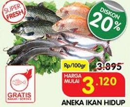 Promo Harga Aneka Ikan Hidup  - Superindo