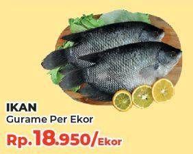 Promo Harga Ikan Gurame  - Yogya