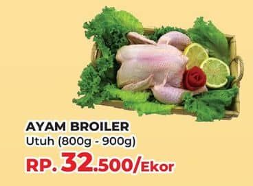 Ayam Broiler