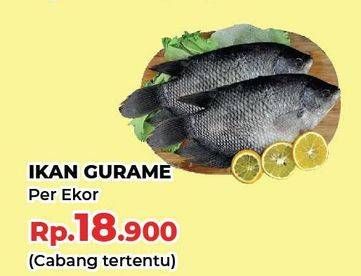 Promo Harga Ikan Gurame  - Yogya