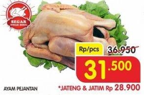 Promo Harga Ayam Pejantan  - Superindo