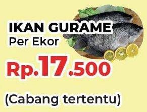 Promo Harga Ikan Gurame  - Yogya