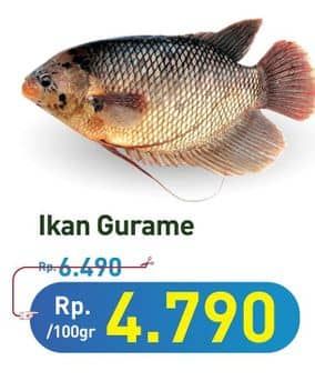 Promo Harga Ikan Gurame per 100 gr - Hypermart