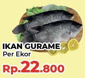 Promo Harga Ikan Gurame  - Yogya