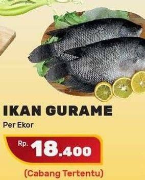 Promo Harga Ikan Gurame  - Yogya