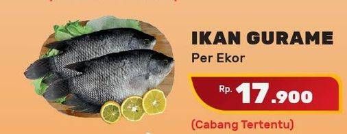 Promo Harga Ikan Gurame  - Yogya