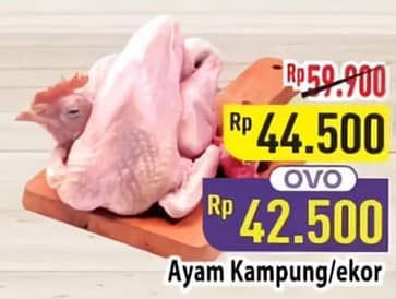 Ayam Kampung