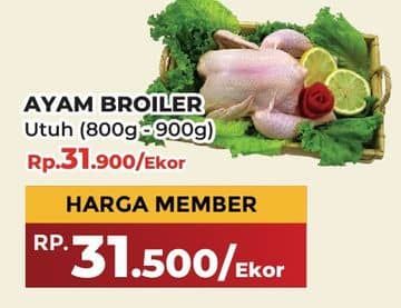 Ayam Broiler