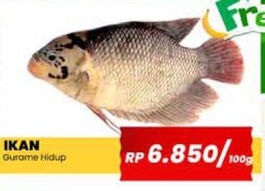 Promo Harga Ikan Gurame Hidup per 100 gr - Yogya