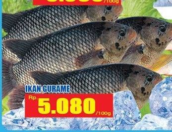 Promo Harga Ikan Gurame per 100 gr - Hari Hari
