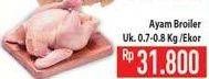 Promo Harga Ayam Broiler  - Hypermart