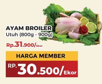 Promo Harga Ayam Broiler 800 gr - Yogya