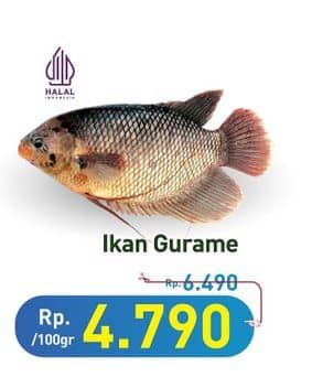 Promo Harga Ikan Gurame per 100 gr - Hypermart