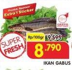 Promo Harga Ikan Gabus per 100 gr - Superindo