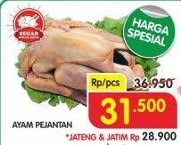 Promo Harga Ayam Pejantan  - Superindo