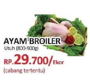 Promo Harga Ayam Broiler  - Yogya