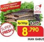 Promo Harga Ikan Gabus per 100 gr - Superindo