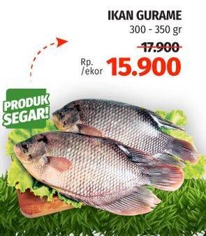 Promo Harga Ikan Gurame 300 gr - Lotte Grosir