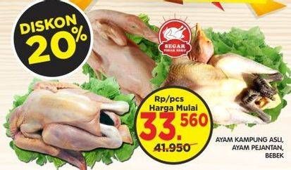 Promo Harga Ayam Pejantan / Kampung Asli / Bebek  - Superindo