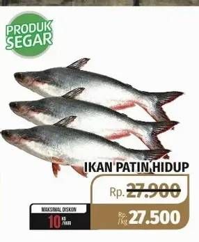 Promo Harga Ikan Patin Hidup  - Lotte Grosir