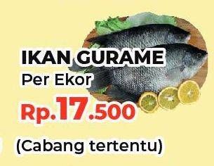 Promo Harga Ikan Gurame  - Yogya