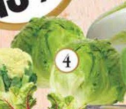 Promo Harga Lettuce Sayur Head per 100 gr - Yogya