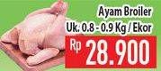 Promo Harga Ayam Broiler 900 gr - Hypermart