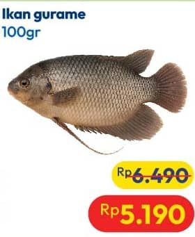 Promo Harga Ikan Gurame per 100 gr - Hypermart