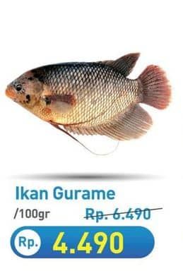 Promo Harga Ikan Gurame per 100 gr - Hypermart