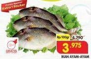 Promo Harga Ikan Ayam-Ayam per 100 gr - Superindo