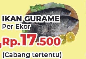 Promo Harga Ikan Gurame  - Yogya