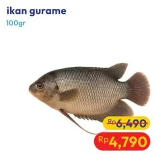 Promo Harga Ikan Gurame per 100 gr - Hypermart
