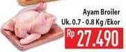 Promo Harga Ayam Broiler  - Hypermart