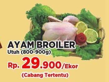 Promo Harga Ayam Broiler  - Yogya