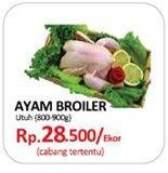 Promo Harga Ayam Broiler  - Yogya