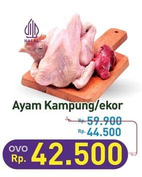 Promo Harga Ayam Kampung 500 gr - Hypermart