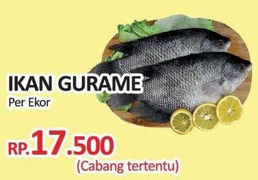 Promo Harga Ikan Gurame  - Yogya