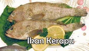 Promo Harga Ikan Kerapu per 100 gr - Yogya