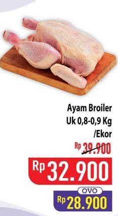 Ayam Broiler