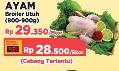 Promo Harga Ayam Broiler  - Yogya